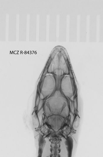 Media type: image; Herpetology R-84376
